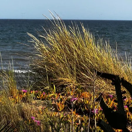De L'oyat Valras-Plage